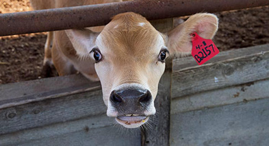 L'extermination des animaux ou le suicide de l'homme